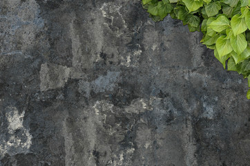 Old painted concrete wall creeper vines, ivy. Vintage panoramic banner background.