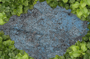 Old painted concrete wall creeper vines, ivy. Vintage panoramic banner background.