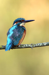 Common kingfisher, Alcedo atthis