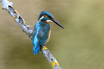 Common kingfisher, Alcedo atthis