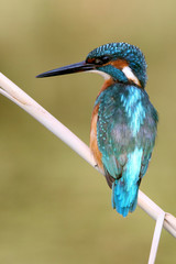 Young Common kingfisher, Alcedo atthis
