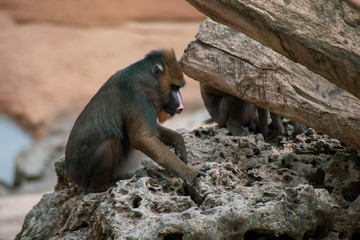 mandrill