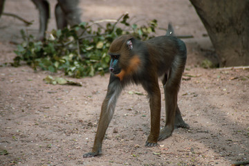 mandrill