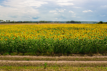 Field of sunflowers. Dirt road in the foreground.