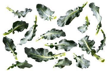 creative concept flying broccoli leaves isolated on white