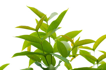 Fototapeta premium Green branches on white background