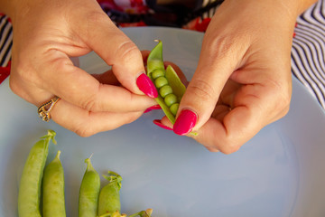 female hands open the pods of green peas