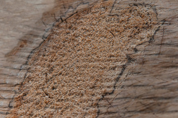 cross section of the tree. deforestation. destruction of nature. logging. environmental damage