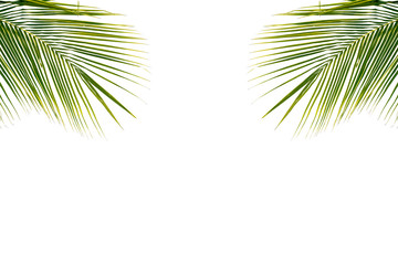 Fototapeta premium Coconut leaf on white background