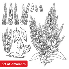 Set with outline Amaranthus or Amaranth flower bunch and leaf in black isolated on white background.