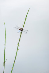 Stunning detailed image of male Broad Bodied Chaser dragonfly Libellula Depressa on reed in water during Summer months