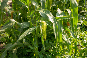 corn farming, organic food. Green corn shrubs grow in the fields