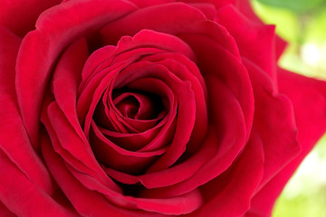 Inflorescence of a beautiful red rose in full disclosure