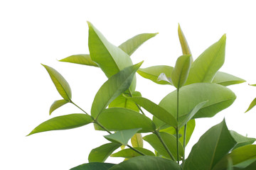 Green treetops on white background