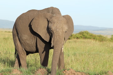 Fototapeta na wymiar Elephant, Masai Mara National Park, Kenya.