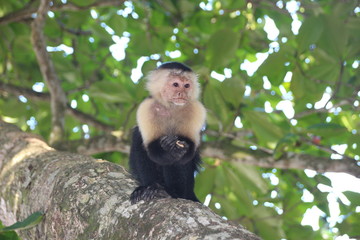 Affe