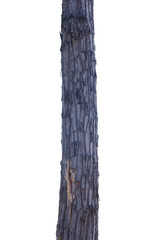 Fototapeta premium Timber tree on white background with clipping path