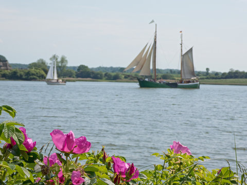 historischer Zweimaster (Segelboot) auf der Schlei  mit typischen Hundsrosen im Vordergrund