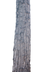 Timber tree on white background with clipping path
