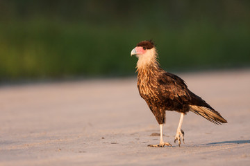 A juvenile Crested Caracara walks along a rural dirt road hoping to find some roadkill for breakfast.