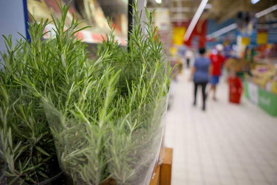 Shallow depth of field image with rosemary herb on the fruits and vegetables aisle in a store