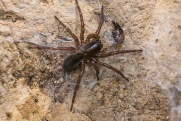 long leg brown black spider