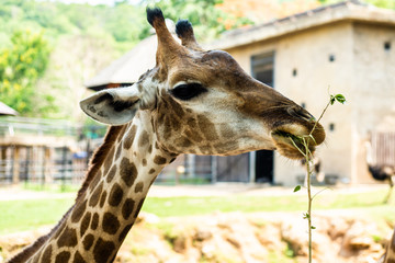 giraffe. The concept of animals at the zoo 