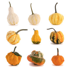 Diverse pumpkins on white background