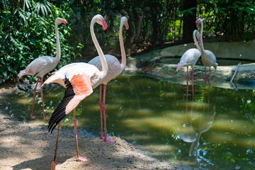 Pink flamingos on the lake. The concept of animals at the zoo in Thailand