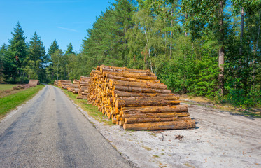 Fototapeta na wymiar Stack of tree trunks in a sunny forest in summer