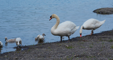 Obraz premium White swan family swim at the lake