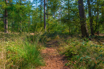 Path in a sunny forest in sunlight in summer