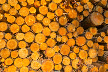 Stack of tree trunks in a sunny forest in summer