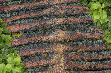 Old painted concrete wall creeper vines, ivy. Vintage panoramic banner background.