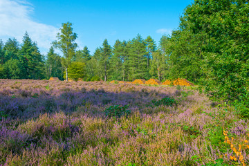 Fototapeta na wymiar Blooming heather in a field in a forest below a blue cloudy sky in summer