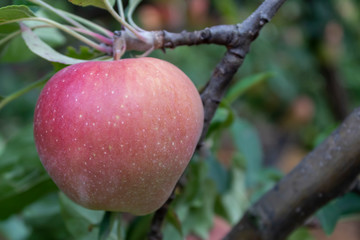 Closeup Apple Branch With Fruit