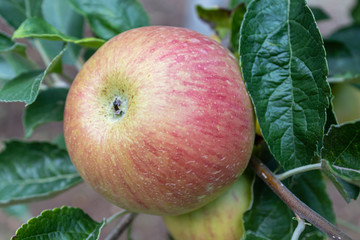 Closeup Apple Branch With Fruit
