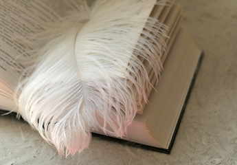 The white large feather of an ostrich lies on the opened book.