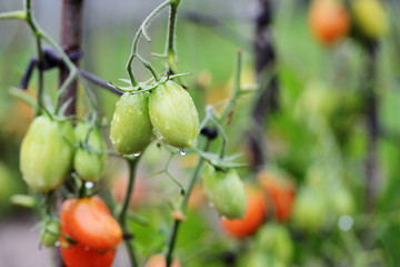 Unripe tomatoes in the garden after rain close-up