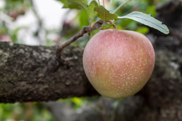 Closeup Apple Branch With Fruit