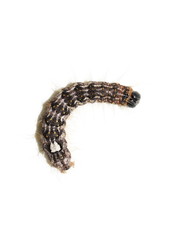 Hairy caterpillar of poplar gray moth Acronicta megacephala on white background