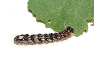 Hairy caterpillar of poplar gray moth Acronicta megacephala on white background
