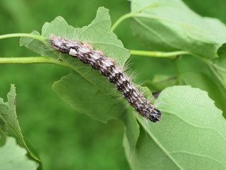 Hairy caterpillar of poplar gray moth Acronicta megacephala on poplar leaf