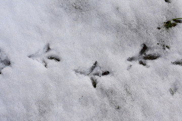 Birds track on snow
