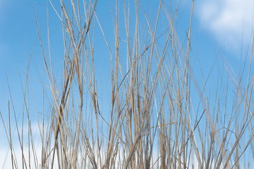 Vertical line hay on sky background