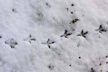 Birds track on snow