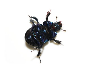 The dung beetle Anoplotrupes stercorosus laying on its back showing shiny underside