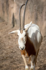oryx algazelle
