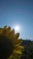夏のひまわりと太陽