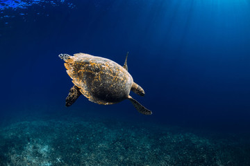 Obraz premium Sea turtle glides in blue ocean. Green sea turtle underwater
